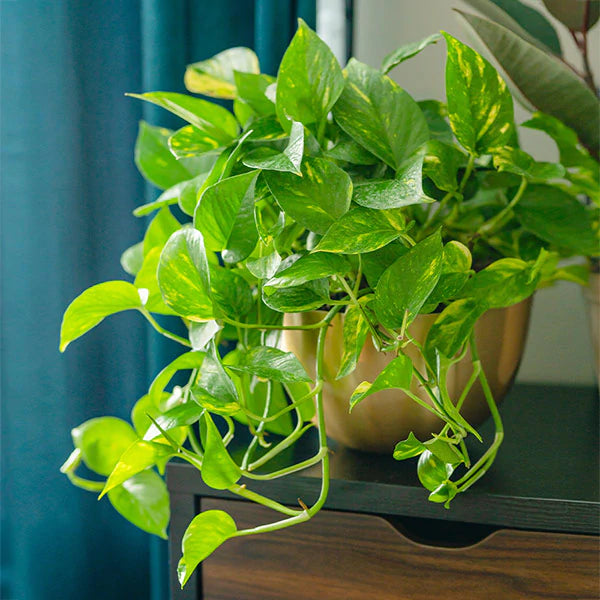 Pothos