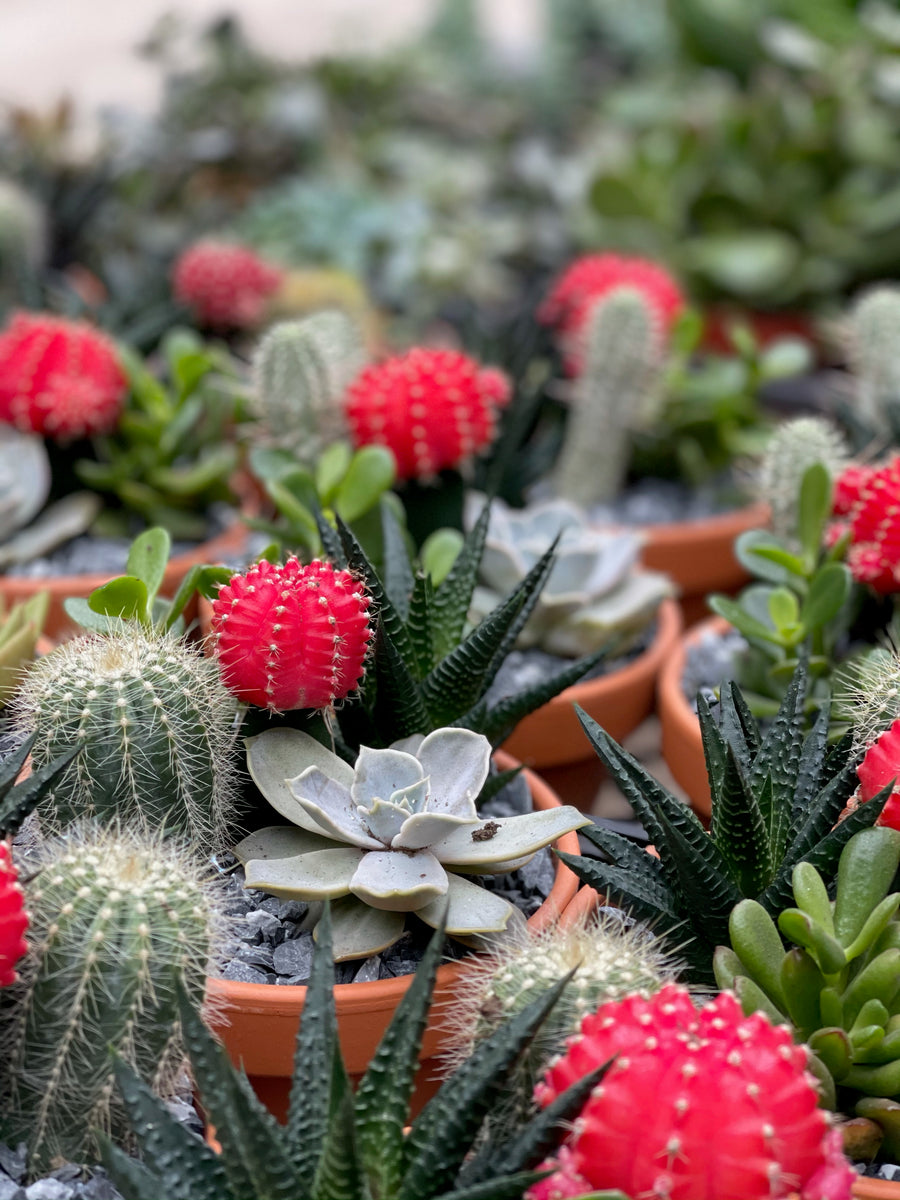 real mini succulent plants Small Succulent Garden – Fragrance Plants and Flowers