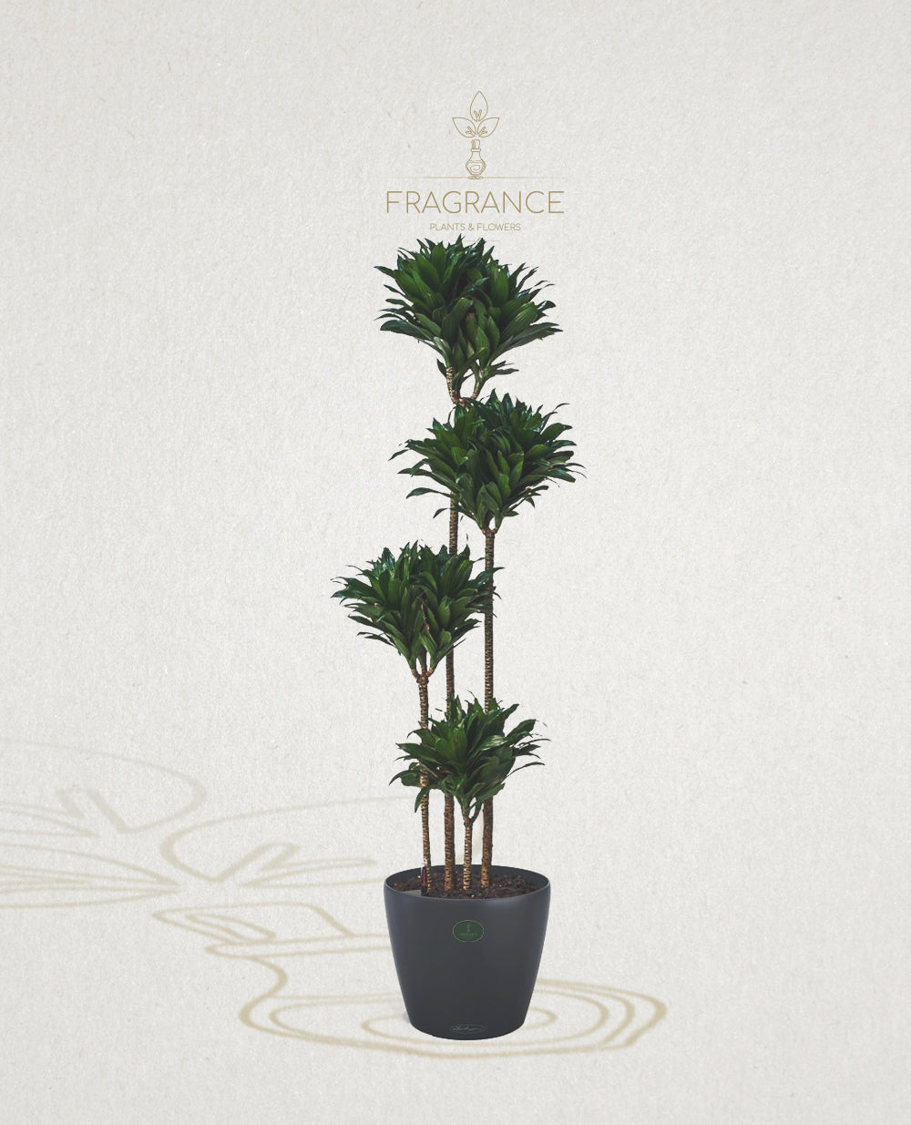 J.C Compacta – Fragrance Plants and Flowers