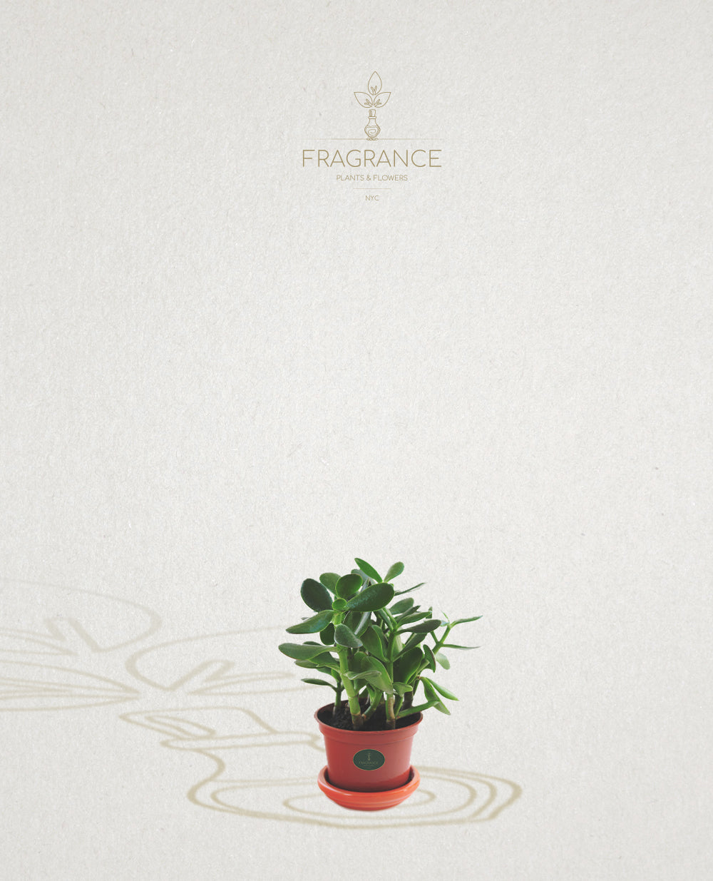jade plant nyc Jade – Fragrance Plants and Flowers