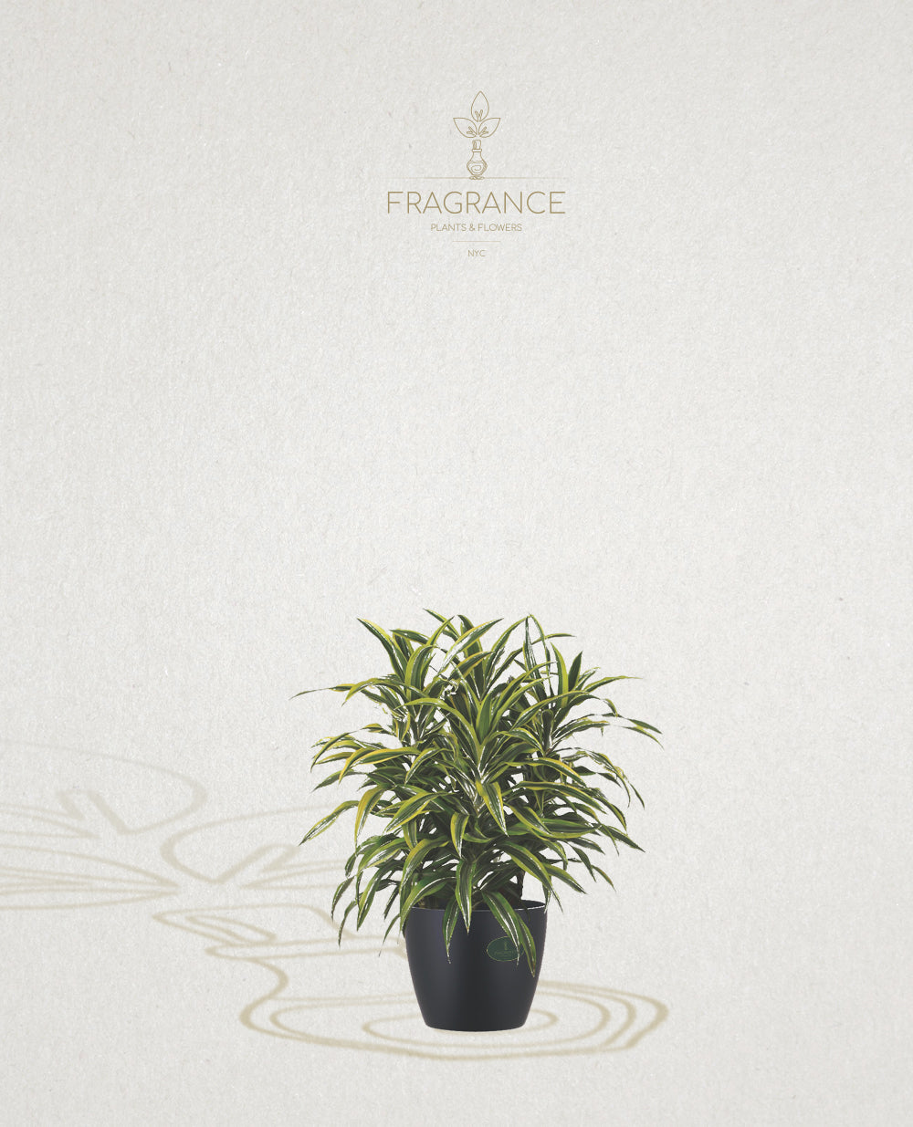 Welcome to Fragrance Plants & Flowers  Fragrance Plants and Flowers