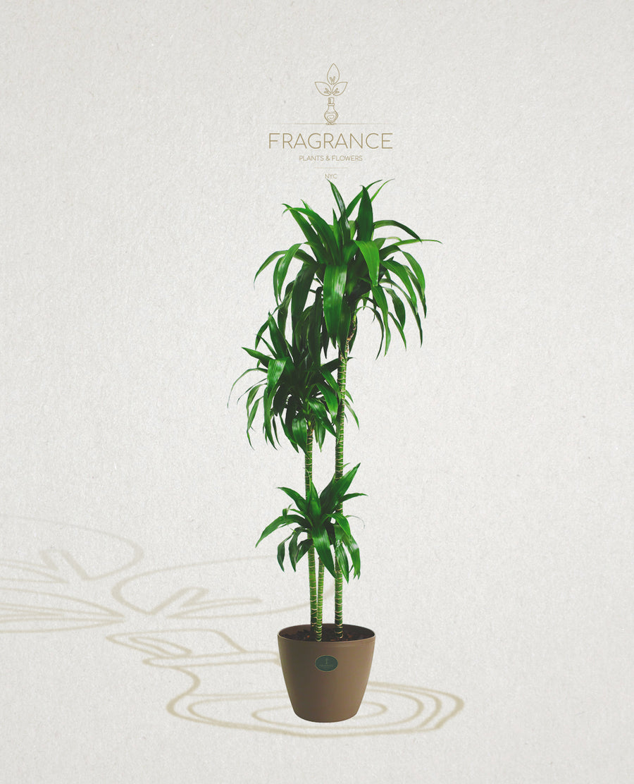 dracaena lisa Lisa Cane – Fragrance Plants and Flowers