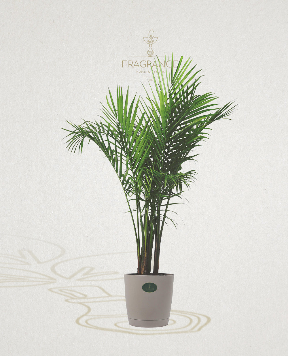 misting palm plants Majesty Palm – Fragrance Plants and Flowers