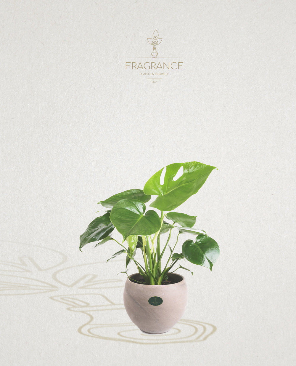 Monstera – Fragrance Plants and Flowers