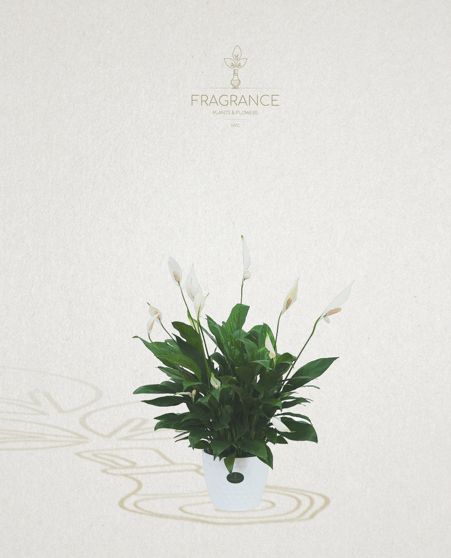 peace lily คือ Peace Lily – Fragrance Plants and Flowers
