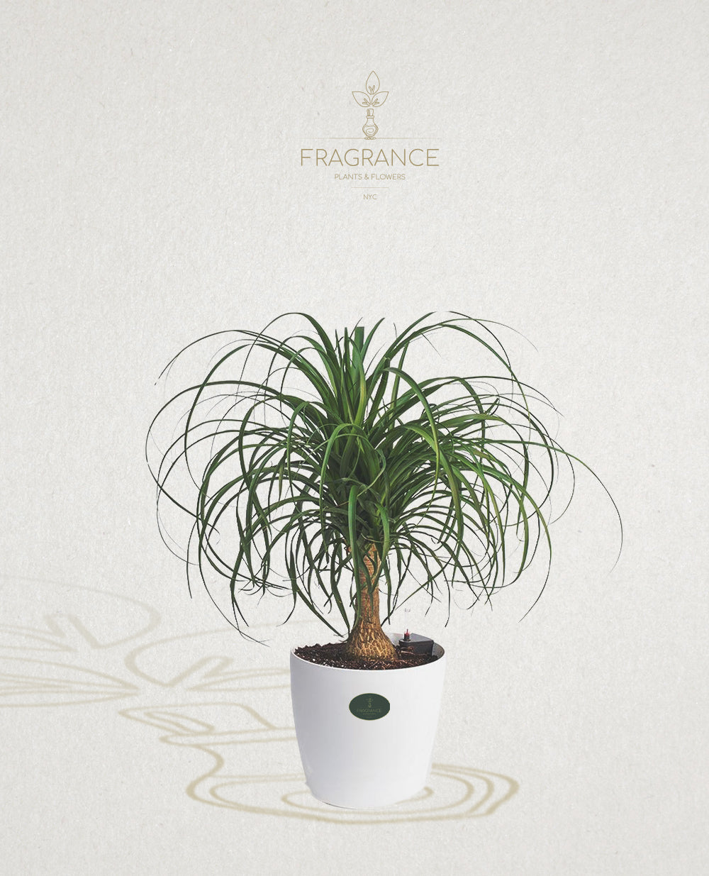 ponytail palm nyc Ponytail Palm – Fragrance Plants and Flowers