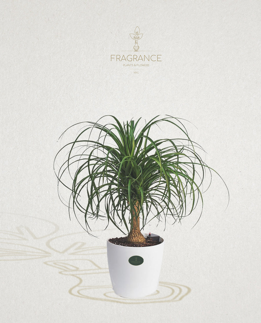 ponytail bottle palm Ponytail Palm – Fragrance Plants and Flowers