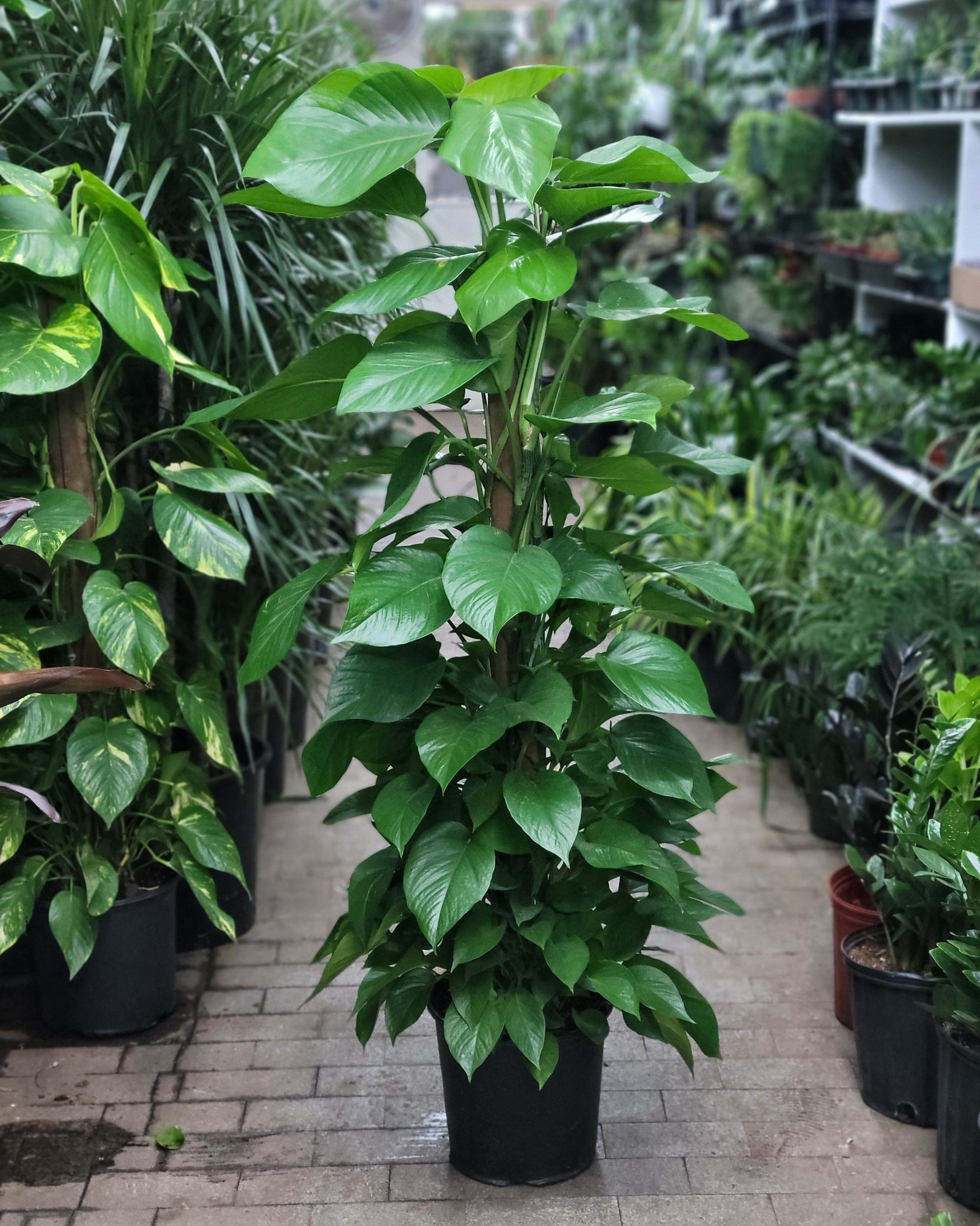 climbing pole for pothos Pothos Pole – Fragrance Plants and Flowers