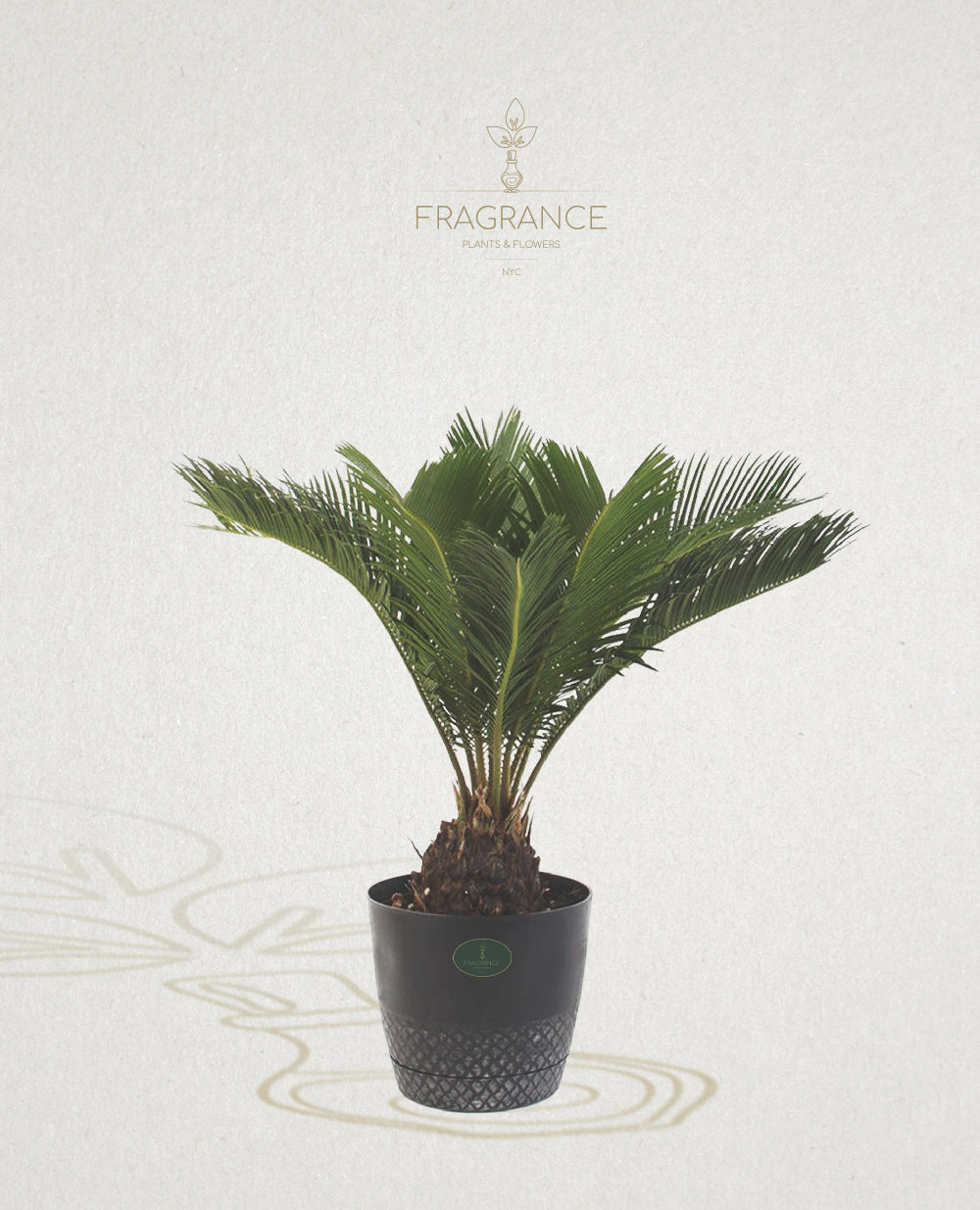 Sago Palm  Fragrance Plants and Flowers