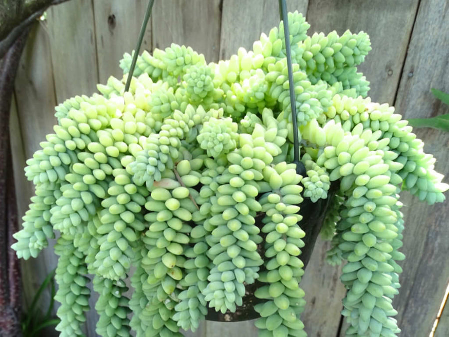 burro's tail hanging plant Hanging donkey tail – Fragrance Plants and Flowers