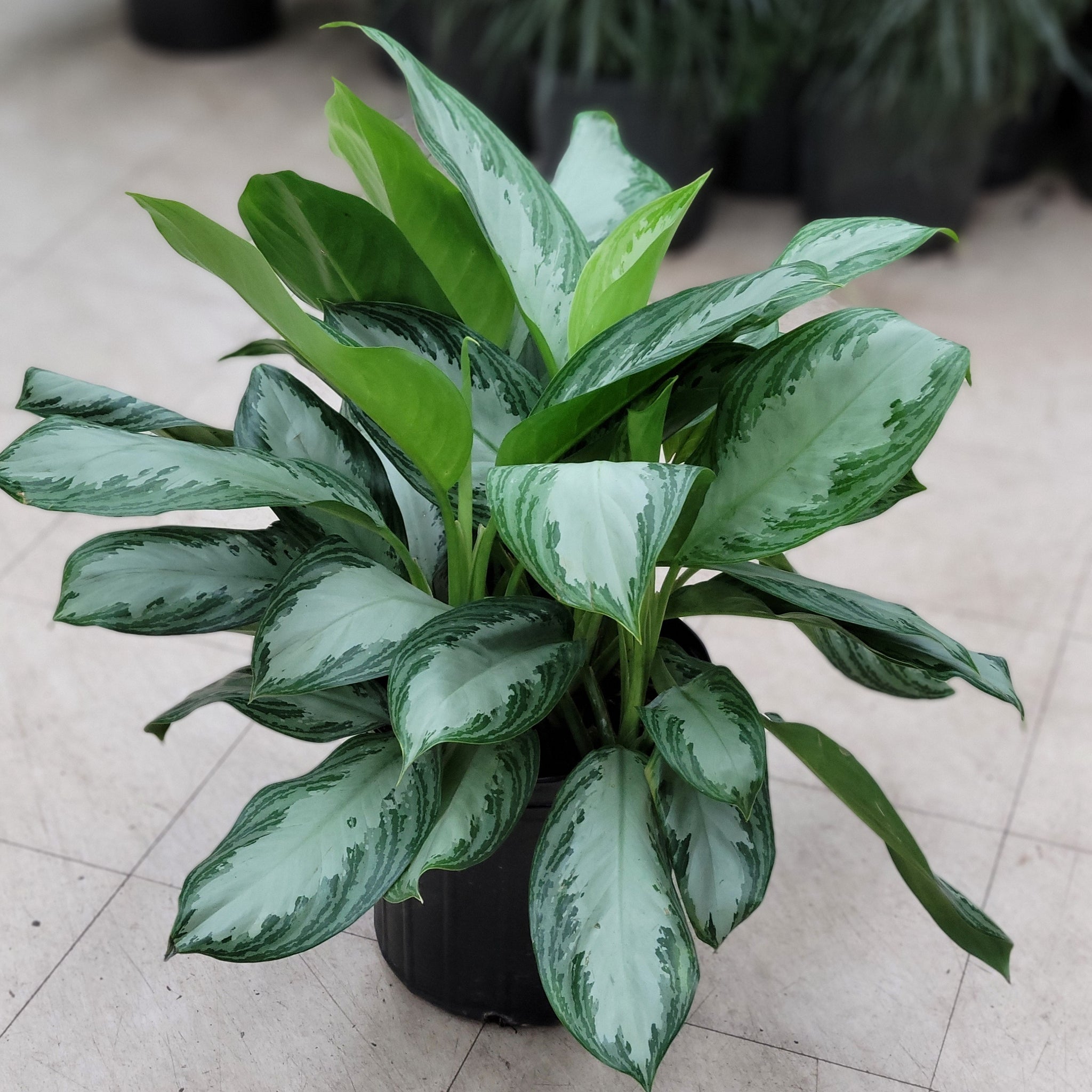 aglaonema silver splash Aglaonema Silver Bay – Fragrance Plants and Flowers