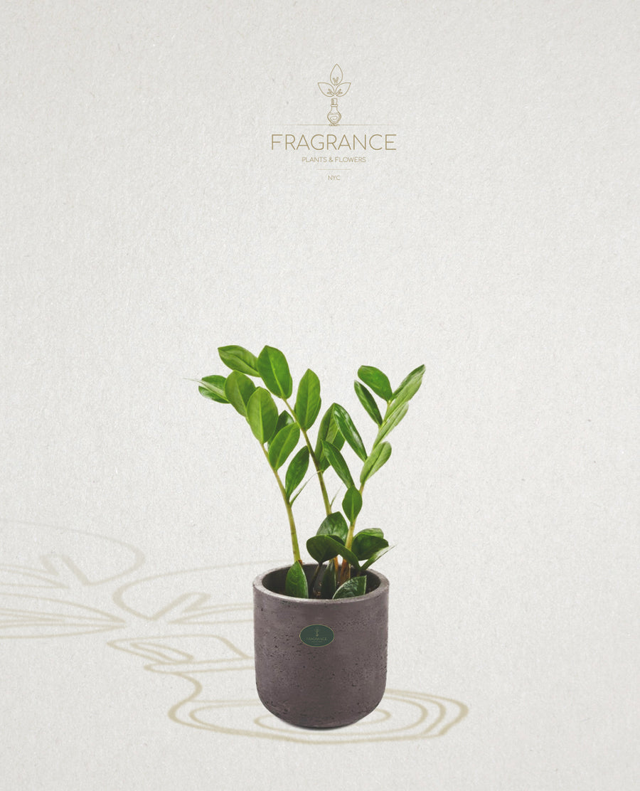 does zz plant have aroma ZZ Plant – Fragrance Plants and Flowers