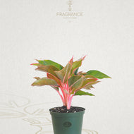 aglaonema sapphire suzanne care Aglaonema Sapphire Suzanne – Fragrance Plants and Flowers