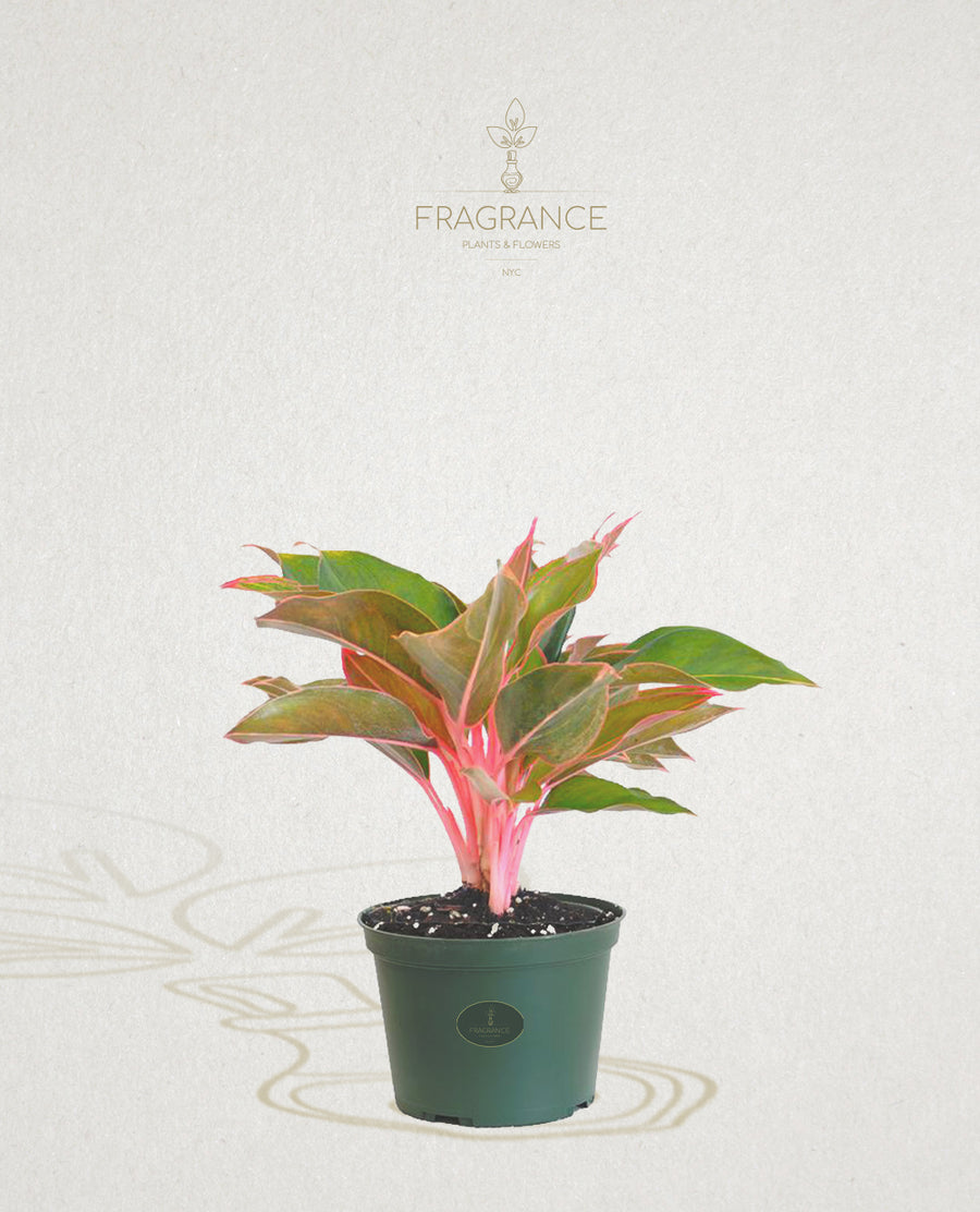 Aglaonema Sapphire Suzanne