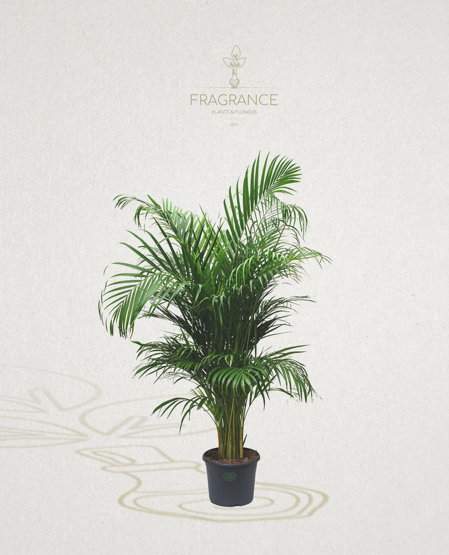 areca palm to buy Areca Palm – Fragrance Plants and Flowers