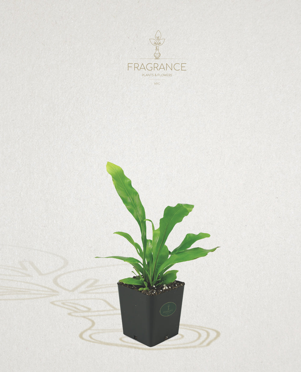 Bird Nest Fern – Fragrance Plants and Flowers