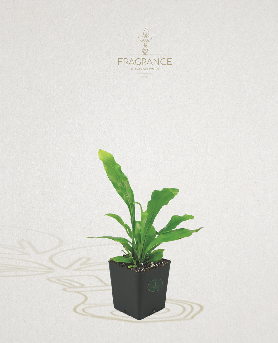 bird's nest fern buy online Bird Nest Fern – Fragrance Plants and Flowers