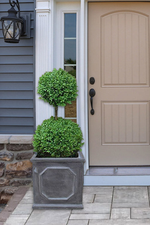 1,2,3,ball boxwoods Fragrance Plants and Flowers