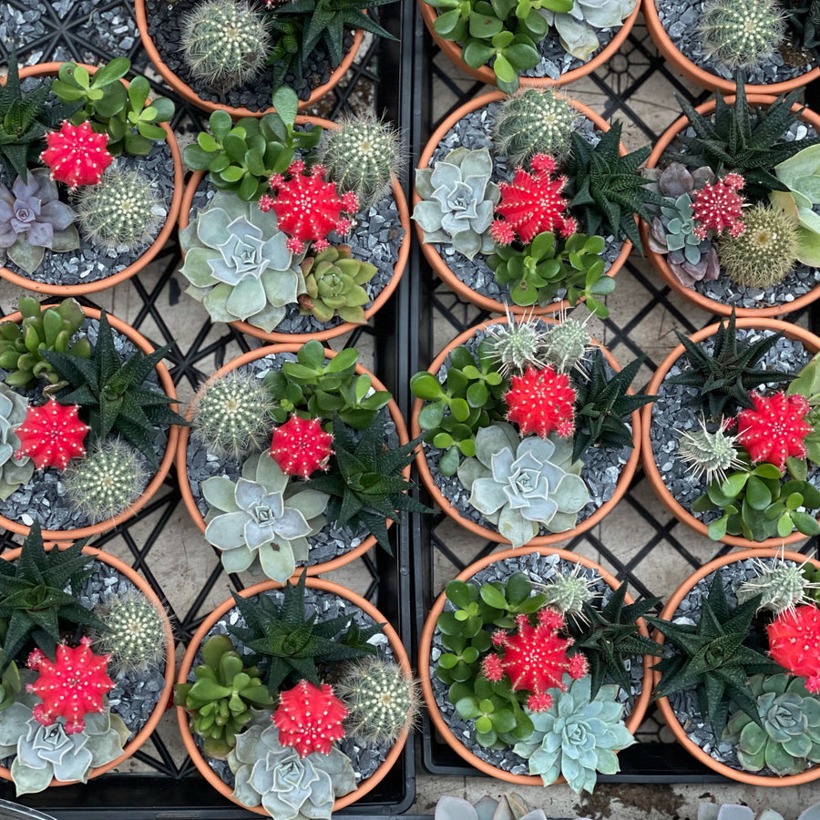 small flowering succulent plants Small Succulent Garden – Fragrance Plants and Flowers