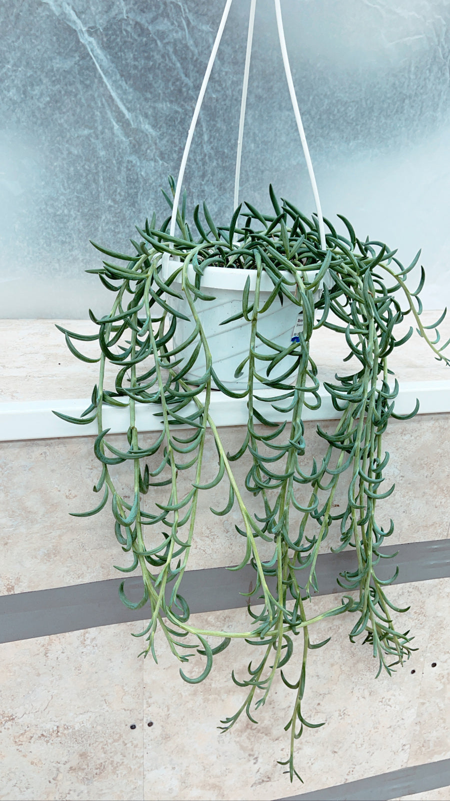fish hook hanging plant String of Fish Hooks – Fragrance Plants and Flowers