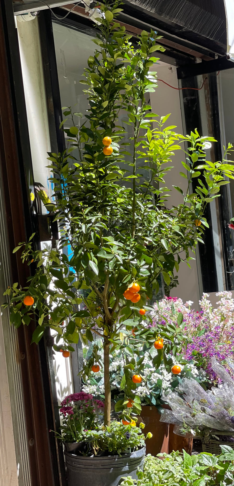 buy calamondin orange tree 92562 Calamondin Orange – Fragrance Plants and Flowers