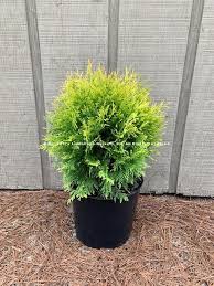 Arborvitae, Round Form – Fragrance Plants and Flowers