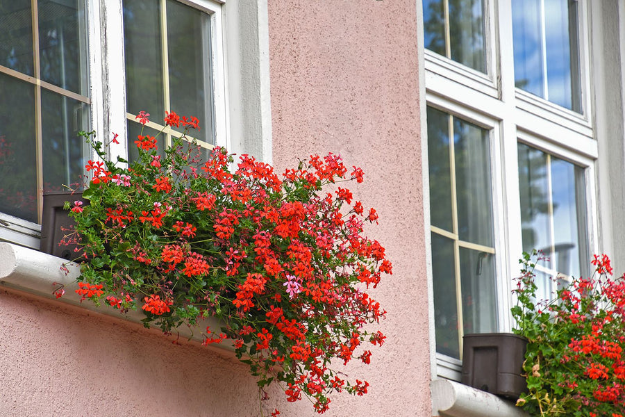 Ivy Geranium