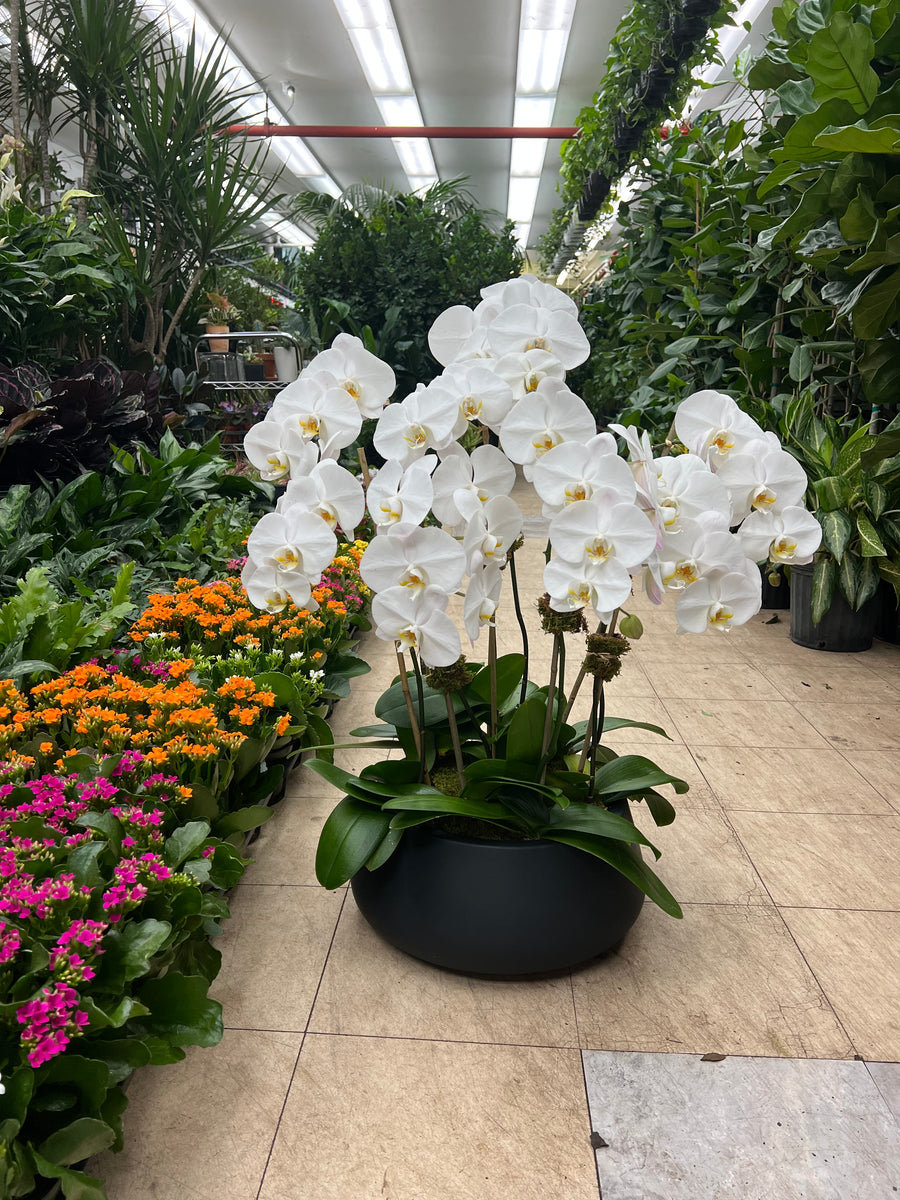 5 white orchid in pot