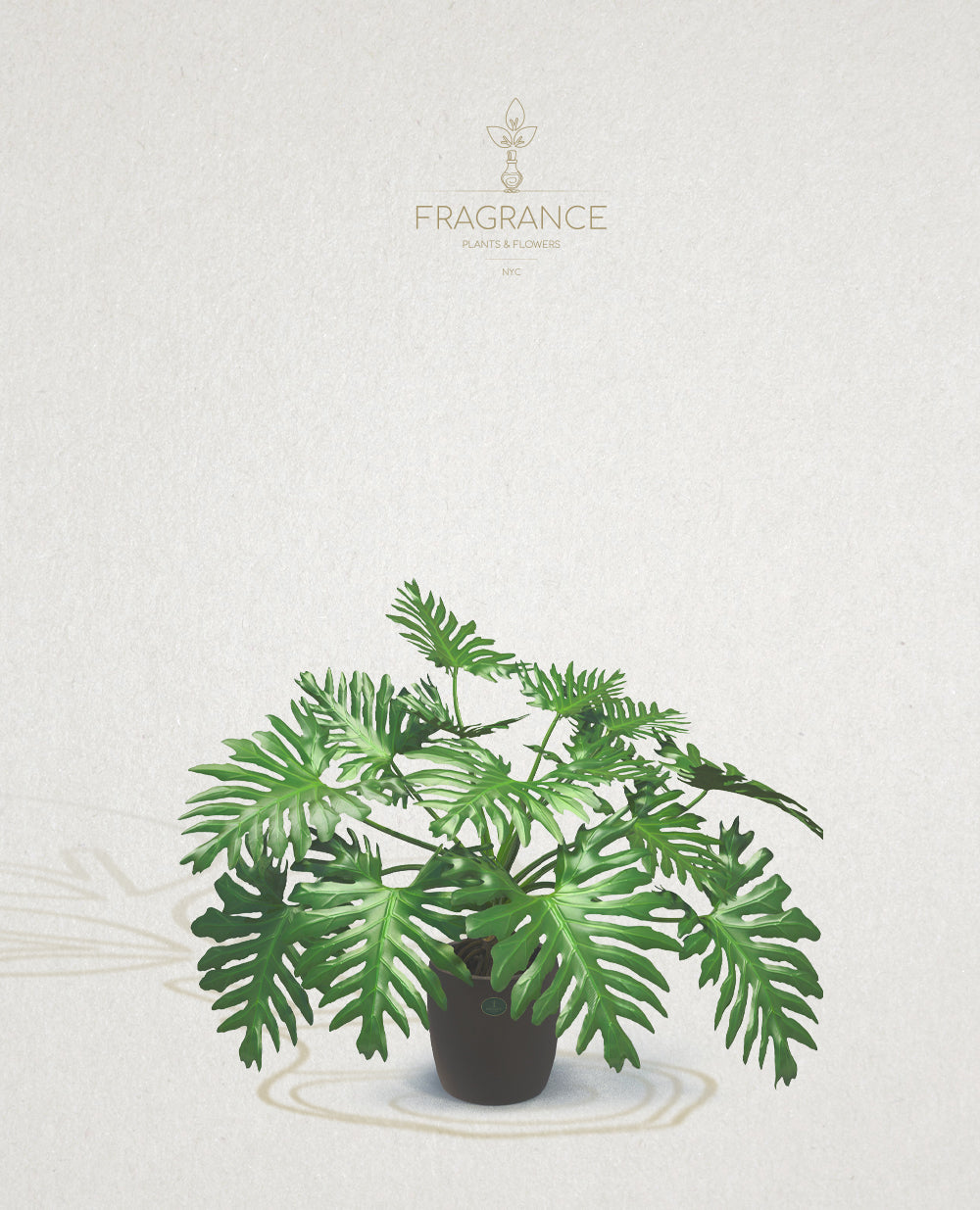 philodendron selloum node Philodendron Selloum – Fragrance Plants and Flowers