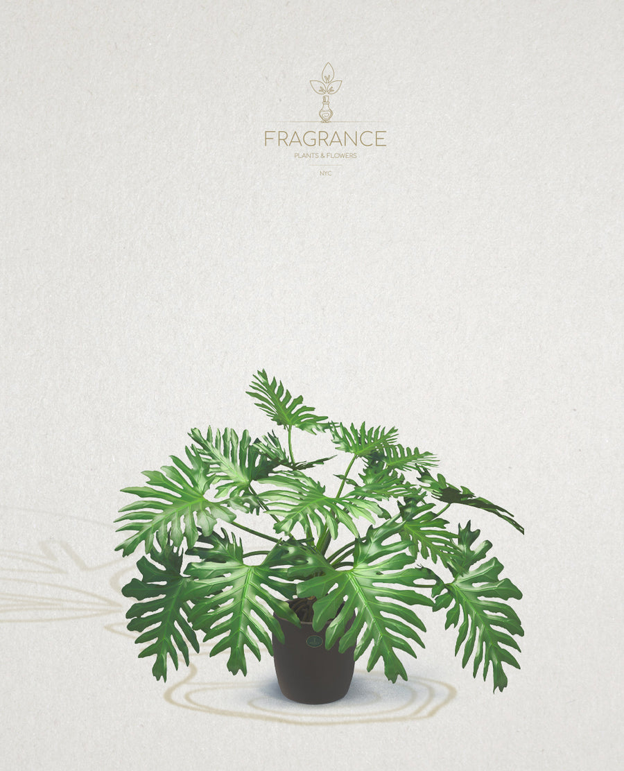 philodendron insulare Philodendron Selloum – Fragrance Plants and Flowers