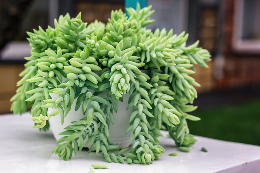 artificial donkey tail succulent Hanging donkey tail – Fragrance Plants and Flowers