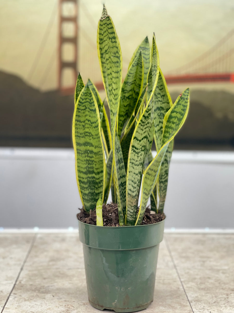 solid green snake plant Snake Plant – Fragrance Plants and Flowers