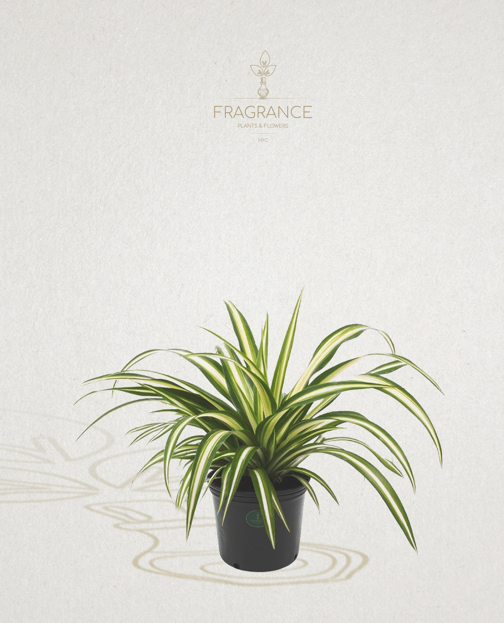 Spider Plant – Fragrance Plants and Flowers