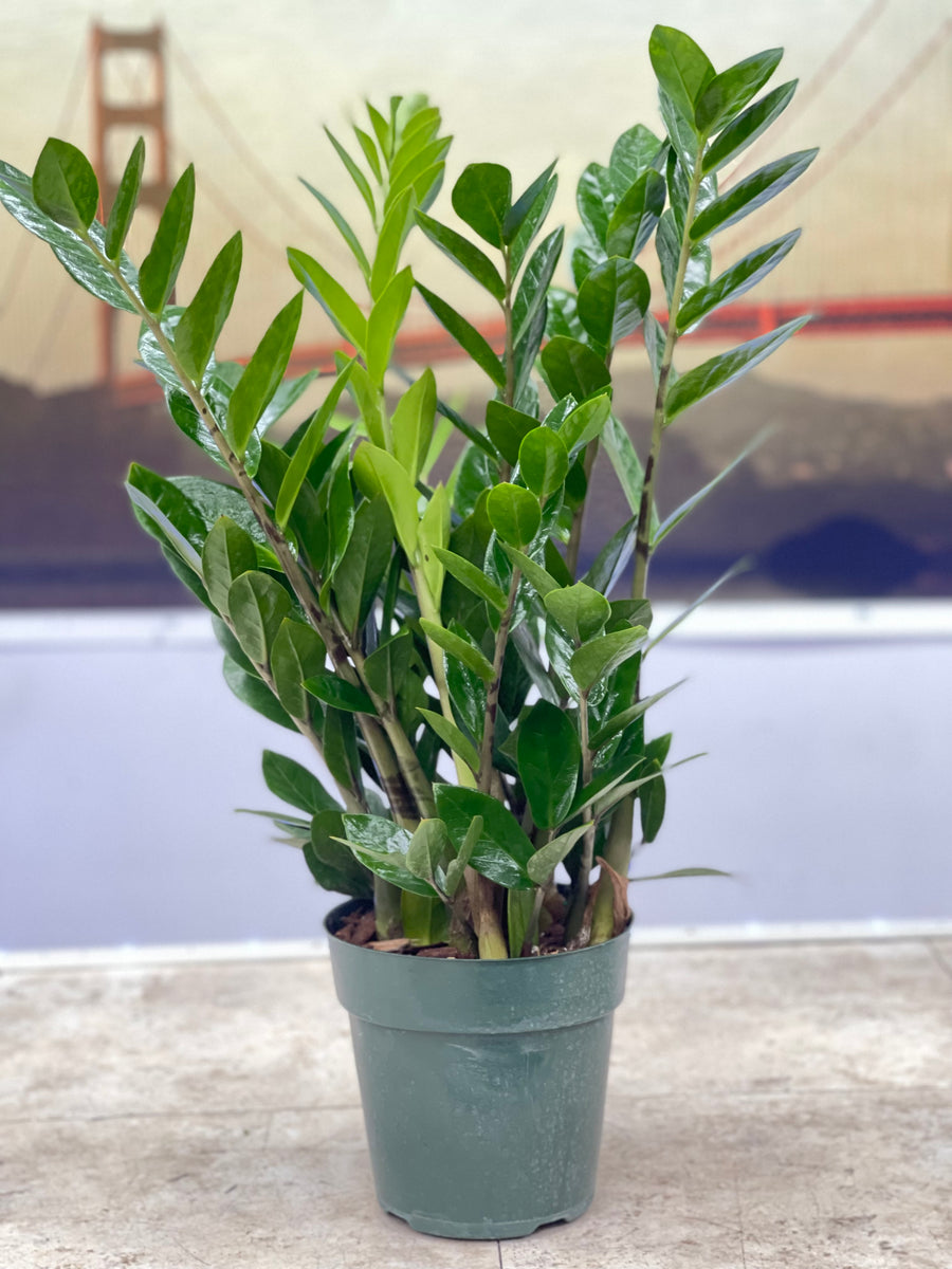 does zz plant have aroma ZZ Plant – Fragrance Plants and Flowers